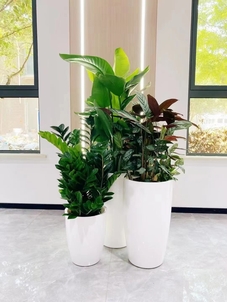 专业植物出租在江北,满足多样绿植需求